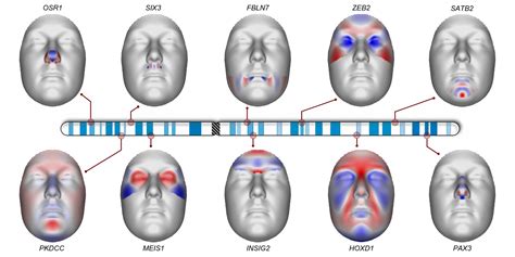 We Scanned The Dna Of 8000 People To See How Facial Features Are