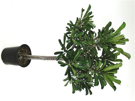 Supplied in a 17cm pot. Euphorbia drupifera 'Green Giant' - Sunshine Tropical ...