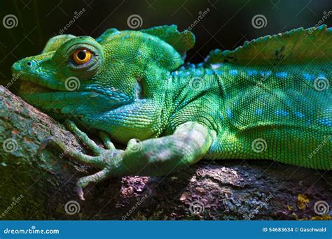 The Plumed Basilisk Basiliscus Plumifrons Green Basilisk Double