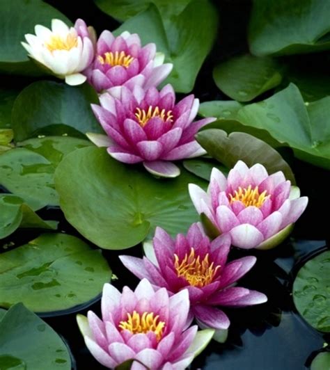 Creating A Water Garden Planting Instructions Water Lilies In Pond