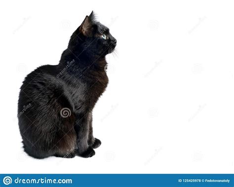 Photo About Studio Portrait Of The Young Black Cat Is Sitting On A