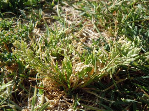 How To Get Rid of Weeds in Southern California | INSTALL-IT-DIRECT