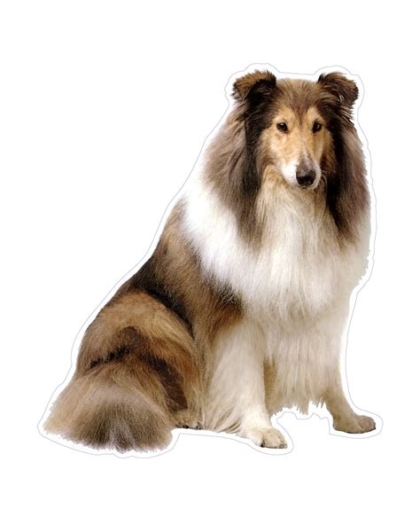 Magnet And Sticker Lassie Dog 6″ X 5″ Ggs Global Graphic Solutions