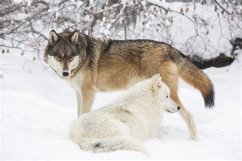 The gray wolf (canis lupus) and the red wolf (canis rufus). As wolves expand their range, so does the International ...