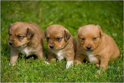 15 Lovely Puppy Photos Unpme