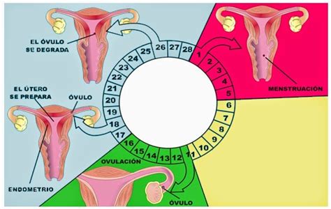 Aparato Reproductor Femenino