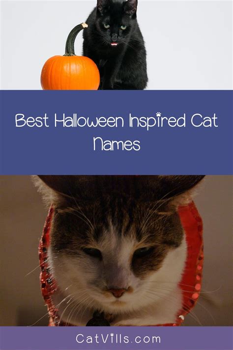 Whether Youre Adopting A Kitty In October Or Just Love The Spooky