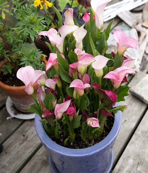 How To Store Calla And Canna Lilies