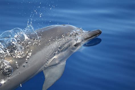 A Dolphin Diet The Ucsb Current