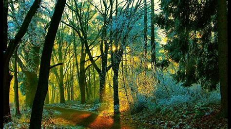 Morning In The Wood Mouning Trees Nature Forest Sunrise Hd