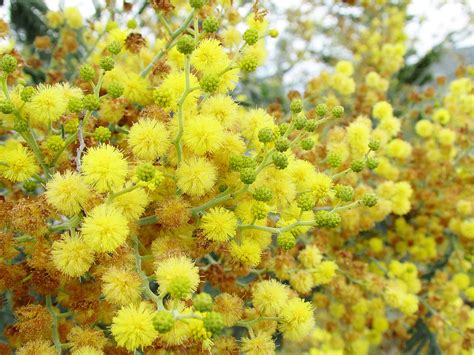 Free Images Tree Nature Blossom Flower Food Produce Evergreen