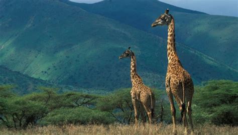 The Top 20 Must See Attractions In Africa