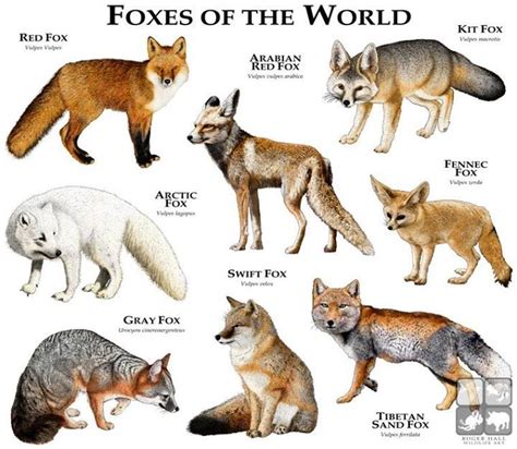 Vulpes Animals Pinterest Inspiration