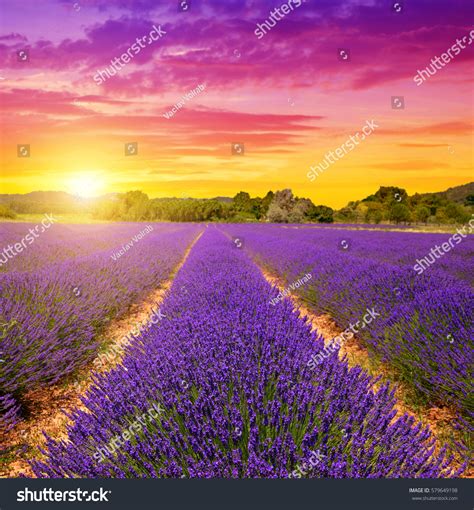 Lavender Fields Provence Sunset France Europe Stock Photo
