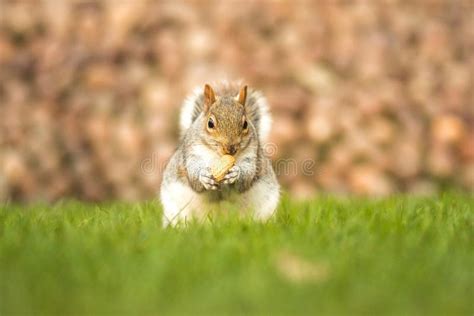 Fluffy Brown Squirrel Eating A Nut On Green Grass Stock Photo Image