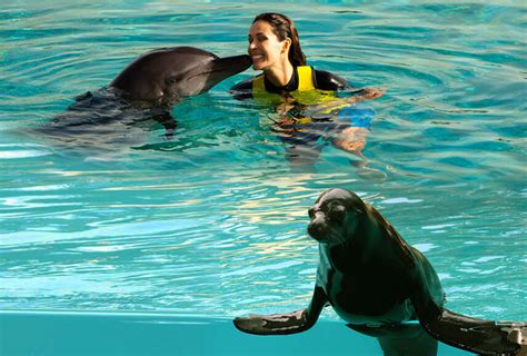 Dubai Dolphin And Seal Show Book Tours In Dubai