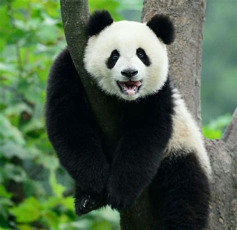 Pin By Toᗰᗴᖇ ᒪᗴᐯiᑎ On Pandas Panda Bear Panda Panda Love