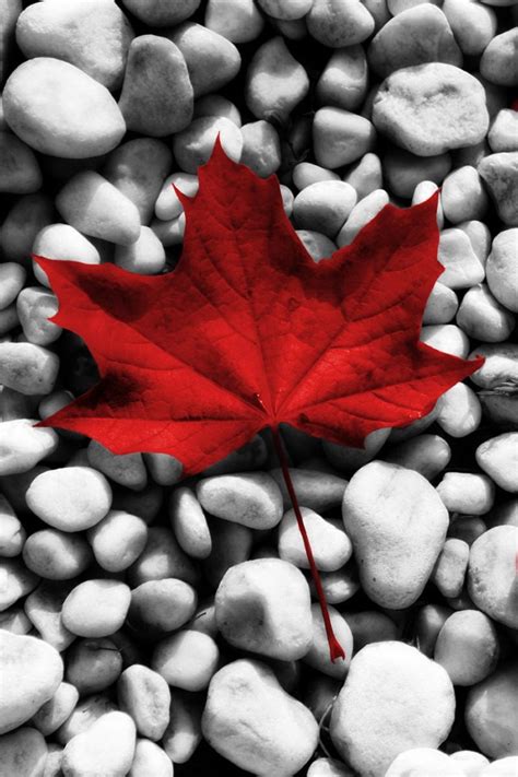 Canada Flag Iphone Wallpapers Top Free Canada Flag Iphone Backgrounds