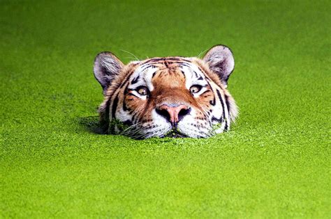 Psbattle This Tiger Surrounded By Moss Rphotoshopbattles