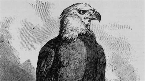 El Legado De Old Abe El águila Calva Que Sobrevoló El Campo De Batalla Durante La Guerra Civil