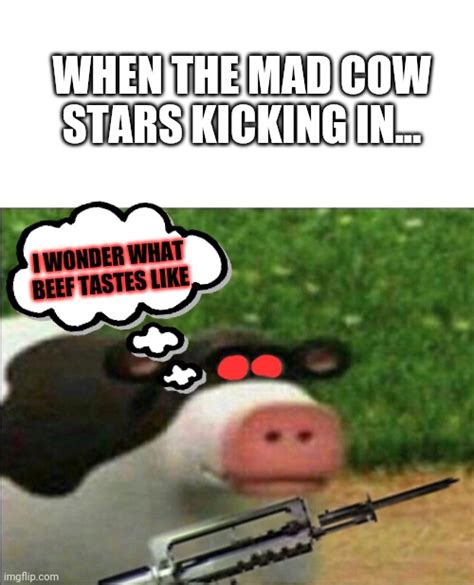 Mad Perhaps Cow Imgflip
