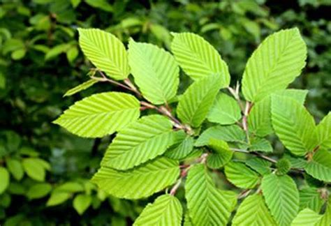 Slippery Elm Ulmus Rubra Malira Dai Holistic