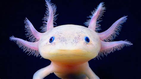 Petition · Help Axolotls Are In Danger Of Being Extinct United