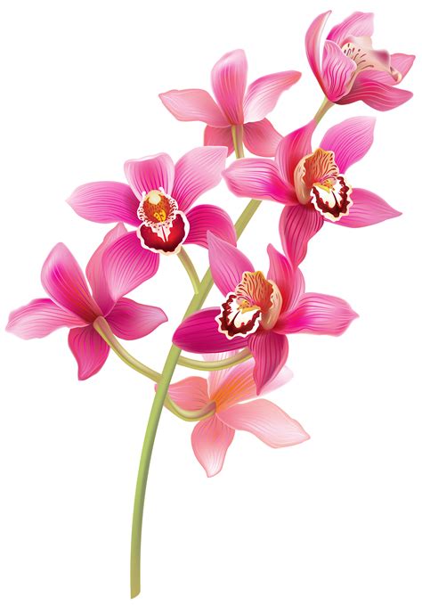 Stem Pink Orchids Png Clipart Цветки орхидеи Орхидея Рисунки цветов