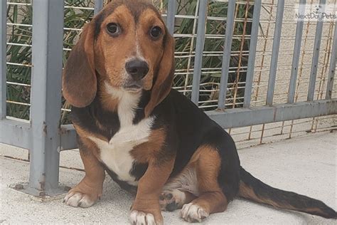 We did not find results for: Beagle puppy for sale near San Diego, California. | 53615e89-6f01