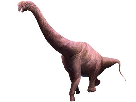 Brachiosaurus Sauropod Dinosaur Brachiosaurus Facts Information