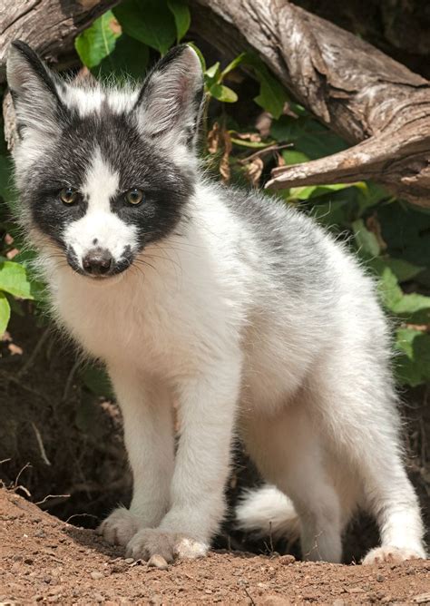 Picture Of A Marble Fox In 2020 With Images Animals Wild Animals Pets