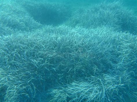Underwater Shot Of Seaweed Plant Surface Reflected Stock Photo Image