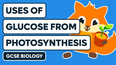 Uses Of Glucose From Photosynthesis Gcse Biology Youtube