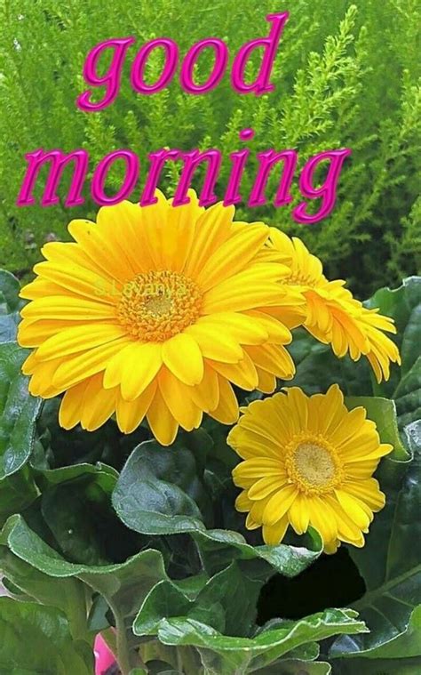 Yellow Flower Good Morning Quote Pictures Photos And Images For