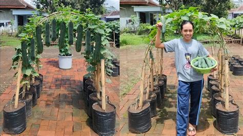 Cara Menanam Timun Supaya Berbuah Lebat How To Grow Cucumber From Seed To Harvest Youtube