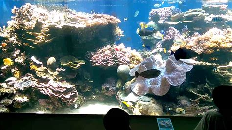 Waikiki Aquarium 1 Youtube