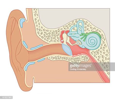 Eustachian Tube Photos And Premium High Res Pictures Getty Images