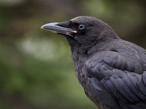 Bright Blue Eyes Of Baby Crows Ingrid Taylar Foto