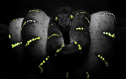 Snake Photoshop Yellow Wallpapers Definition Snakes Box