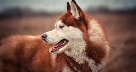 Supplemented with vegetables and fruits. The 8 Best Dog Foods for Siberian Huskies  2021 Reviews 