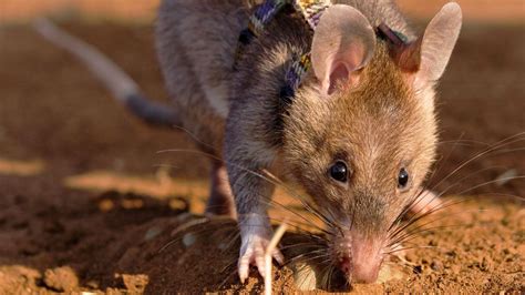 Giant Rats That Can Sniff Out Tb Bbc Future