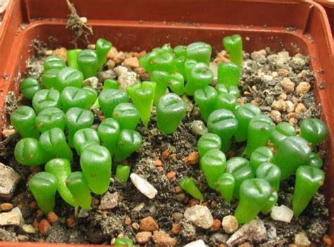 The time a cactus takes to grow from seed depends on the species and the climate. Lithops, red and otherwise - CactiGuide.com