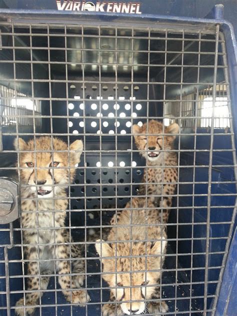 Born Free and others work to save cheetah