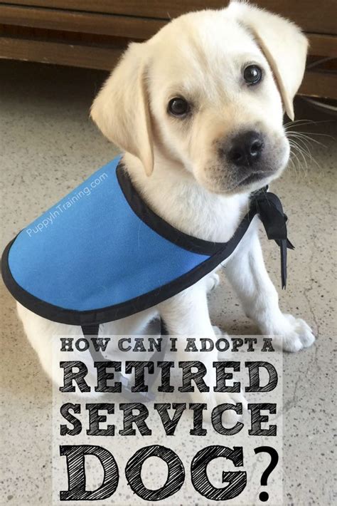 How to make your dog an emotional. How Can I Adopt A Retired Service Dog or Failed Guide Dog ...