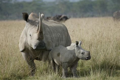 Beautiful Dangerous Wild Animals Pets Of Africa Rhino The
