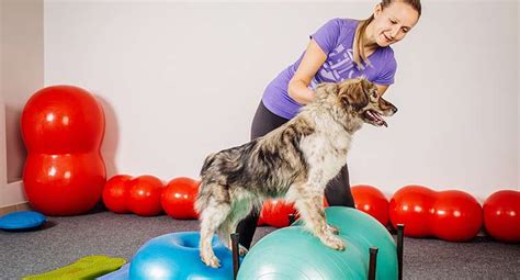 Fitness Training Teach My Dog Dog Training Services In Dublin