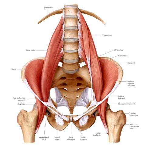 It is a synergist for the gluteus medius. Anatomy of the Lower Back - Elliots World