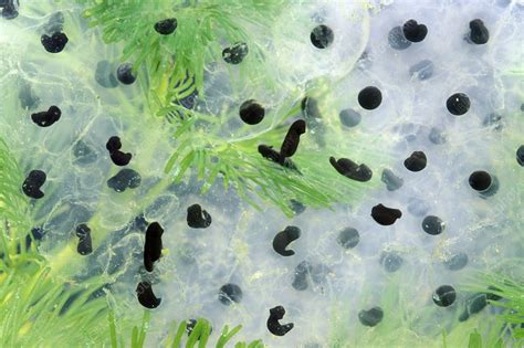 Fertilized Frog Eggs Stock Image C0072018 Science Photo Library