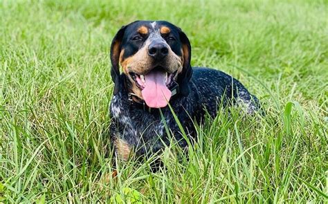 Methods To Train Bluetick Coonhound Strategies And Techniques For
