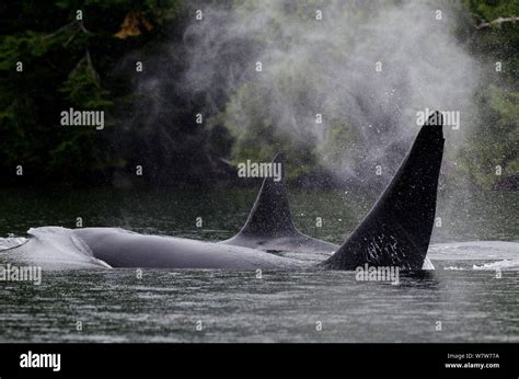 Killer Whale Orcinus Orca Male And Female Surfacing Transient Race
